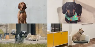 Client dogs