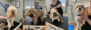 Dog compilation