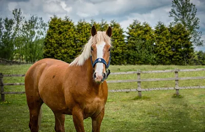 A lone horse stands in a field