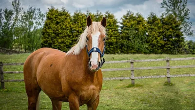 A lone horse stands in a field