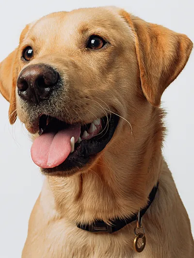 Sully portrait madebyshape