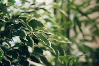 Close view of the studio plants