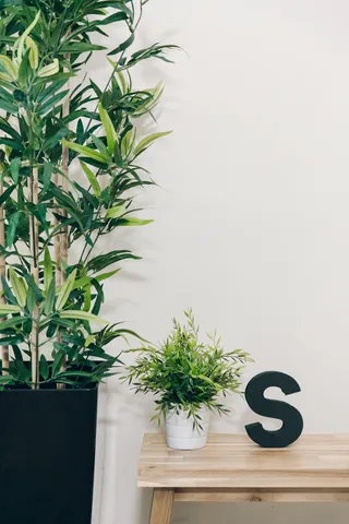 plant with the MadeByShape letter S