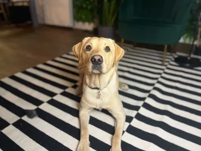 Sully Profile Hero